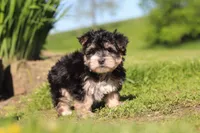 River, a male Morkie for sale in Millersburg, OH – 5 of 9