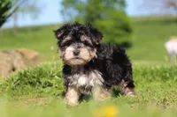River, a male Morkie for sale in Millersburg, OH – 8 of 9