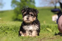 River, a male Morkie for sale in Millersburg, OH – 2 of 9