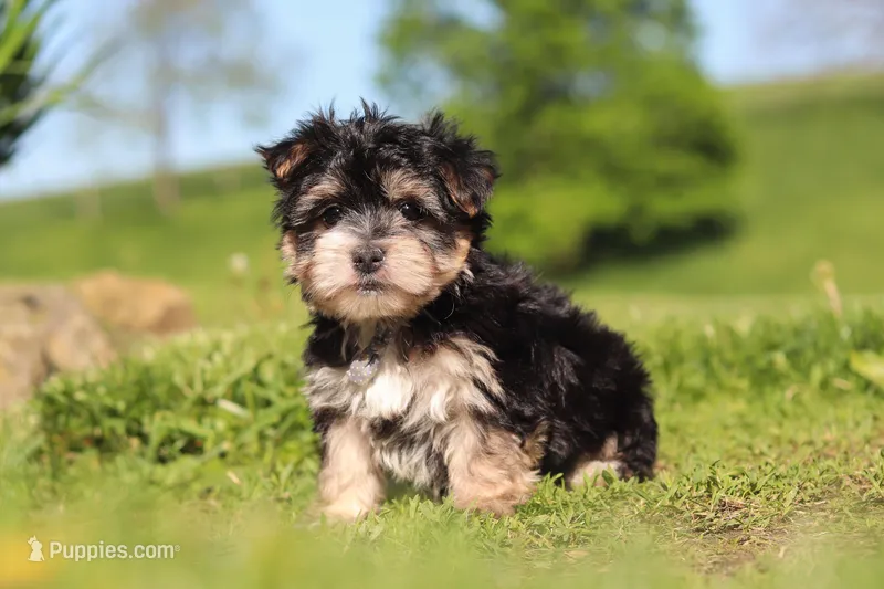 River – Morkie puppy for sale in Millersburg, OH