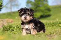 River, a male Morkie for sale in Millersburg, OH – 1 of 9