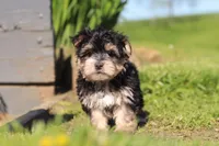 River, a male Morkie for sale in Millersburg, OH – 7 of 9