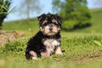 River, a male Morkie for sale in Millersburg, OH – 4 of 9