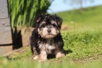 River, a male Morkie for sale in Millersburg, OH – 6 of 9