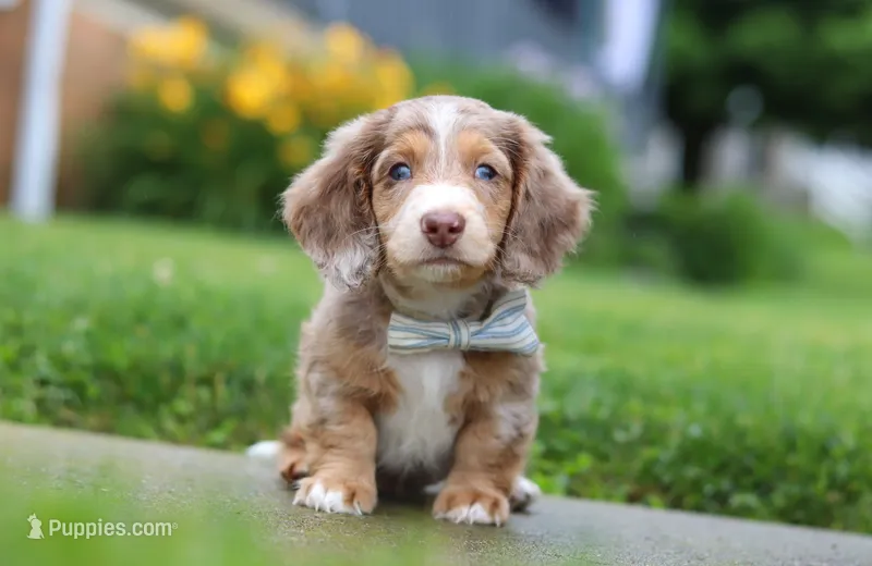 Ollie – Miniature Dachshund puppy for sale in Millersburg, OH