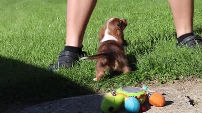 Benji, a male Dachshund for sale in Millersburg, OH – 5 of 5