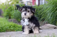 River, a male Morkie for sale in Millersburg, OH – 3 of 7