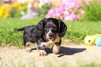 Daisy, a female Dachshund for sale in Millersburg, OH – 3 of 6