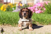 Alex, a male Dachshund for sale in Millersburg, OH – 2 of 6