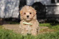 Lane, a male Maltipoo for sale in Millersburg, OH – 3 of 10