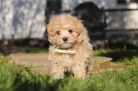 Lane, a male Maltipoo for sale in Millersburg, OH – 9 of 10