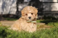Lane, a male Maltipoo for sale in Millersburg, OH – 6 of 10