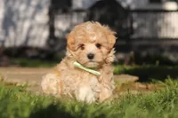 Lane, a male Maltipoo for sale in Millersburg, OH – 7 of 10