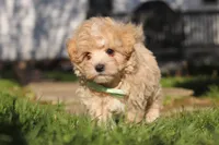 Lane, a male Maltipoo for sale in Millersburg, OH – 8 of 10