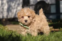 Lane, a male Maltipoo for sale in Millersburg, OH – 4 of 10