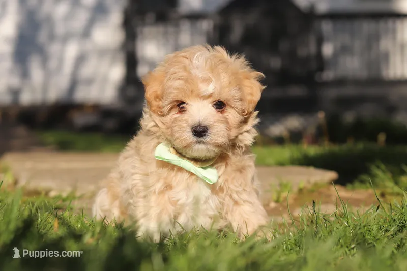 Lane – Maltipoo puppy for sale in Millersburg, OH