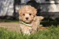 Lane, a male Maltipoo for sale in Millersburg, OH – 5 of 10