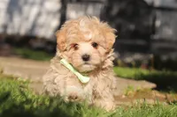 Lane, a male Maltipoo for sale in Millersburg, OH – 2 of 10