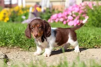 Chase, a male Dachshund for sale in Millersburg, OH – 5 of 6