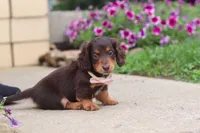 Olivia, a female Miniature Dachshund for sale in Millersburg, OH – 9 of 10