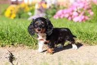 Poppy, a female Dachshund for sale in Millersburg, OH – 3 of 5