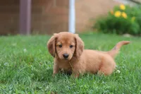 Ethan, a male Miniature Dachshund for sale in Millersburg, OH – 5 of 9
