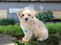 Nicky, a male Coton de Tulear and Poodle - Miniature  for sale in Millersburg, OH – Photo 4 of 10