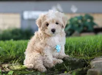 Nicky, a male Coton de Tulear and Poodle - Miniature  for sale in Millersburg, OH – Photo 2 of 10