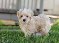 Nicky, a male Coton de Tulear and Poodle - Miniature  for sale in Millersburg, OH – Photo 9 of 10