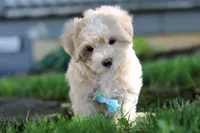 Nicky, a male Coton de Tulear and Poodle - Miniature  for sale in Millersburg, OH – Photo 6 of 10