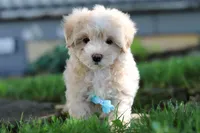 Nicky, a male Coton de Tulear and Poodle - Miniature  for sale in Millersburg, OH – Photo 10 of 10