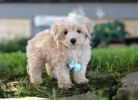 Nicky, a male Coton de Tulear and Poodle - Miniature  for sale in Millersburg, OH – Photo 1 of 10