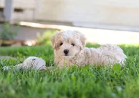 Nicky, a male Coton de Tulear and Poodle - Miniature  for sale in Millersburg, OH – Photo 8 of 10