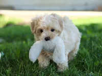 Nicky, a male Coton de Tulear and Poodle - Miniature  for sale in Millersburg, OH – Photo 7 of 10