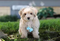 Nicky, a male Coton de Tulear and Poodle - Miniature  for sale in Millersburg, OH – Photo 3 of 10