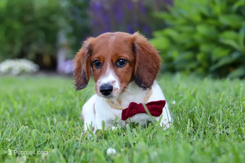 Benji – Miniature Dachshund puppy for sale in Millersburg, OH