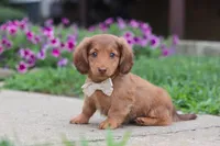 Grace, a female Miniature Dachshund for sale in Millersburg, OH – 8 of 10
