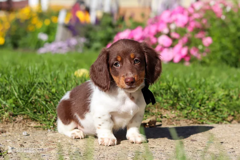 Chase – Dachshund puppy for sale in Millersburg, OH