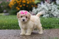 Brianna, a female Coton de Tulear and Poodle - Miniature  for sale in Millersburg, OH – 3 of 10