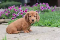 Ethan, a male Miniature Dachshund for sale in Millersburg, OH – 3 of 9