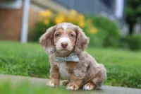 Ollie, a male Miniature Dachshund for sale in Millersburg, OH – 4 of 7