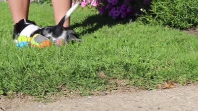 Kobe, a male Dachshund for sale in Millersburg, OH – 6 of 6