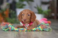 Lily, a female Miniature Dachshund for sale in Millersburg, OH – Photo 6 of 6