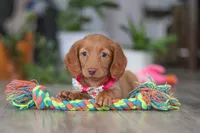 Lily, a female Miniature Dachshund for sale in Millersburg, OH – Photo 5 of 6