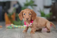 Lily, a female Miniature Dachshund for sale in Millersburg, OH – Photo 1 of 6