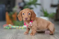 Lily, a female Miniature Dachshund for sale in Millersburg, OH – Photo 3 of 6