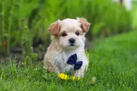 Copper, a male Maltipoo for sale in Millersburg, OH – Photo 9 of 9
