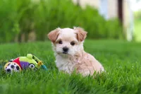 Copper, a male Maltipoo for sale in Millersburg, OH – Photo 3 of 9