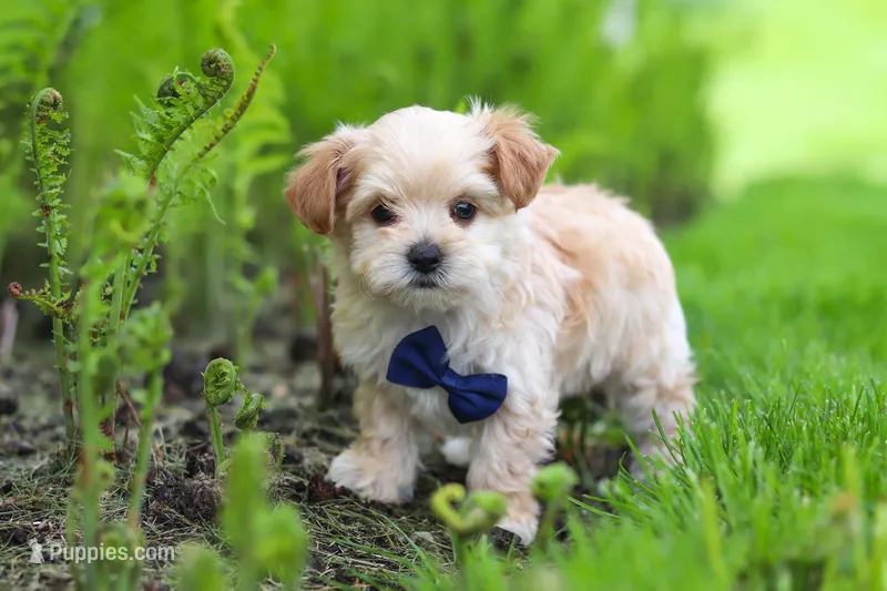 Copper – Maltipoo puppy for sale in Millersburg, OH