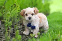 Copper, a male Maltipoo for sale in Millersburg, OH – Photo 1 of 9